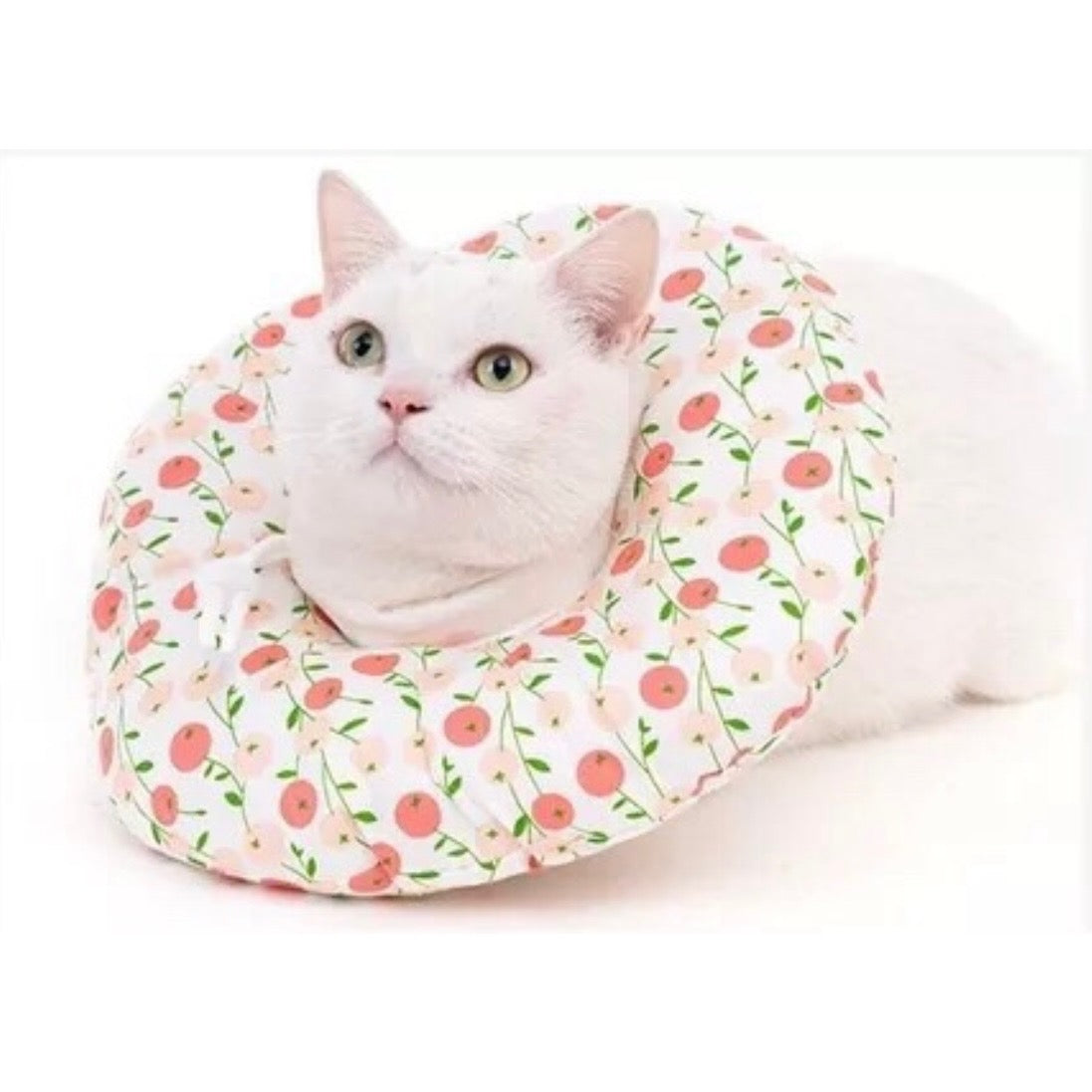 Dona Isabelina para gatos