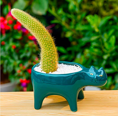 Maceta Decorativa Gato Verde